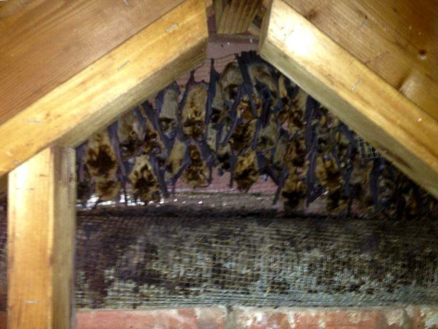 Pest control technician working on roof for bat exclusion