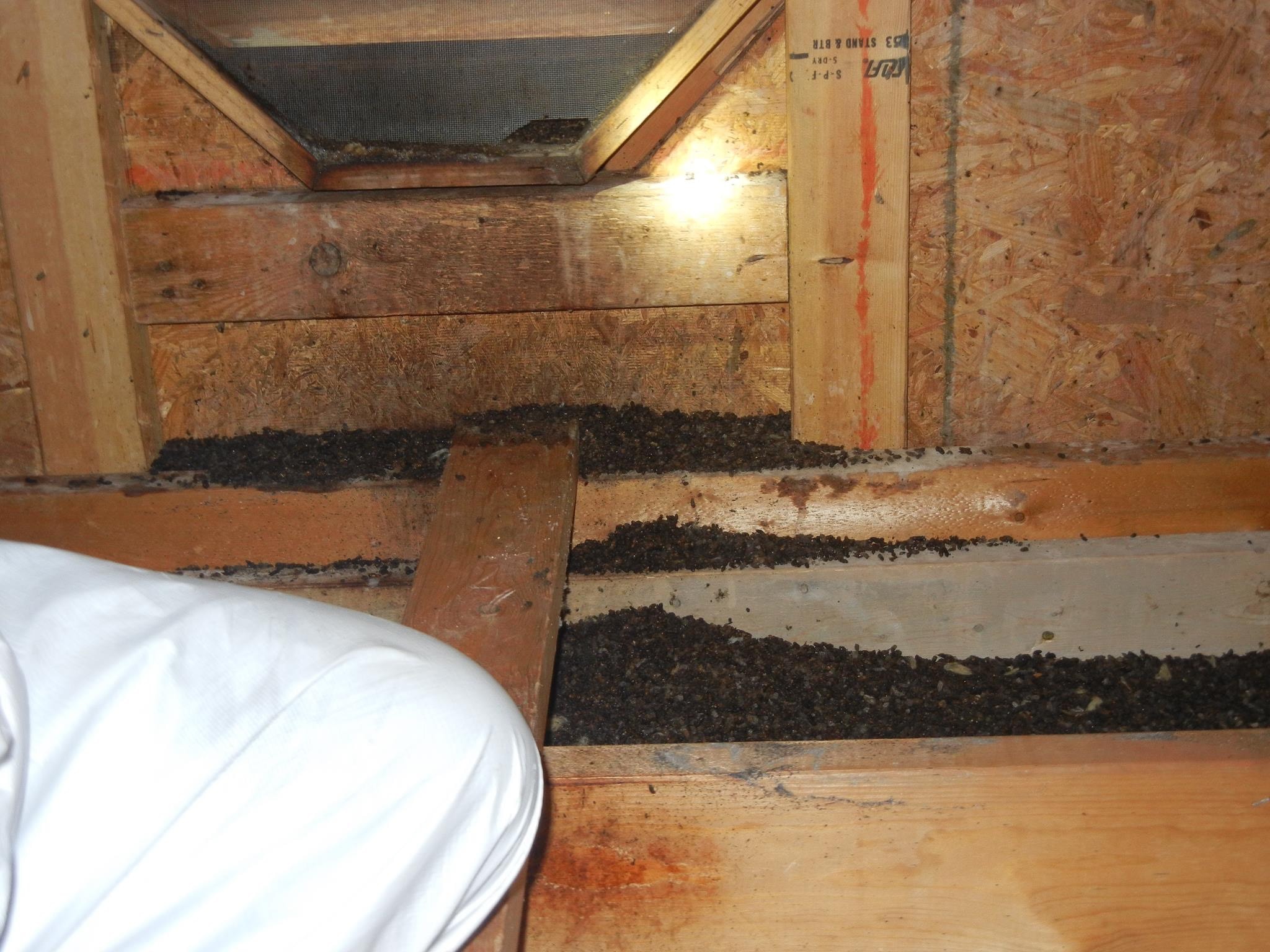 Professional remediation team in protective gear cleaning attic
